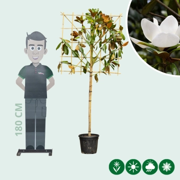 Magnolie grandiflora als Spalier