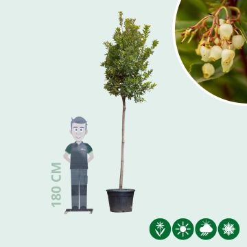 Erdbeerbaum