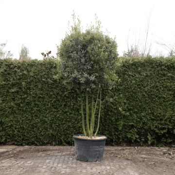 Mehrstämmige Steineiche ausgewachsen #73