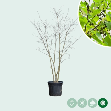 Europäischer Zürgelbaum mehrstämmig