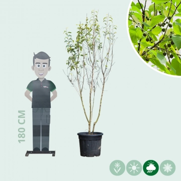 Europäischer Zürgelbaum mehrstämmig