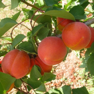 Aprikose 'Bergeron' als Spalierbaum