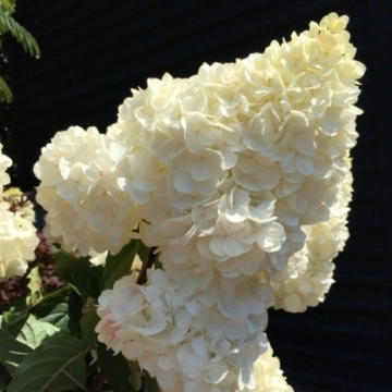 Hortensie Vanille Fraise