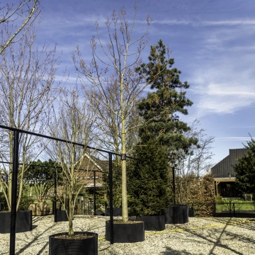 Blauglockenbaum #111