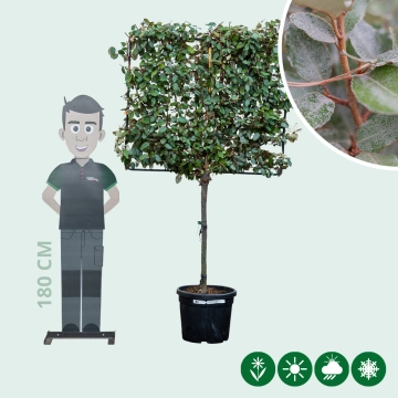 Ölweide Spalierbaum ausgewachsen