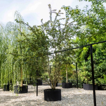 Japanische Kirsche 'Autumnalis Rosea' mehrstämmig #22