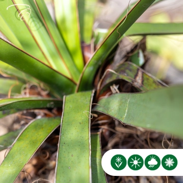 Palmlilie Yucca treculeana