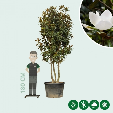 Magnolia grandiflora mehrstämmig