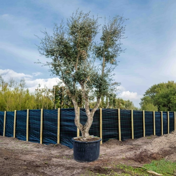 Korkeiche Solitär ausgewachsen #11