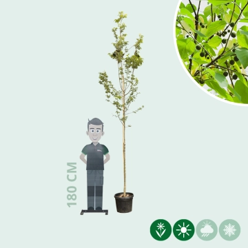 Europäischer Zürgelbaum