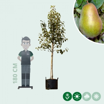Pyrus c. 'Triomphe de Vienne'