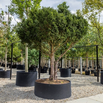 Taxus mehrstämmig #56