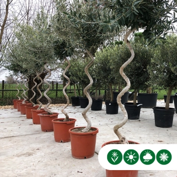 Olivenbaum spiralförmig