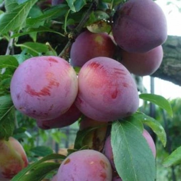 Prunus D. Reine Claude d'Althan