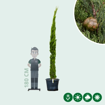 Italienische Zypresse 'Totem'