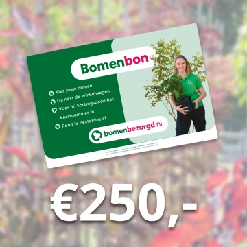 Baumbon 250 €