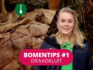 Baumtipp #1 ​Bäume mit Wurzelballen