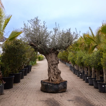 Olivenbaum 'Bonsai' #160