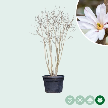 Magnolie 'Leonard Messel' busch