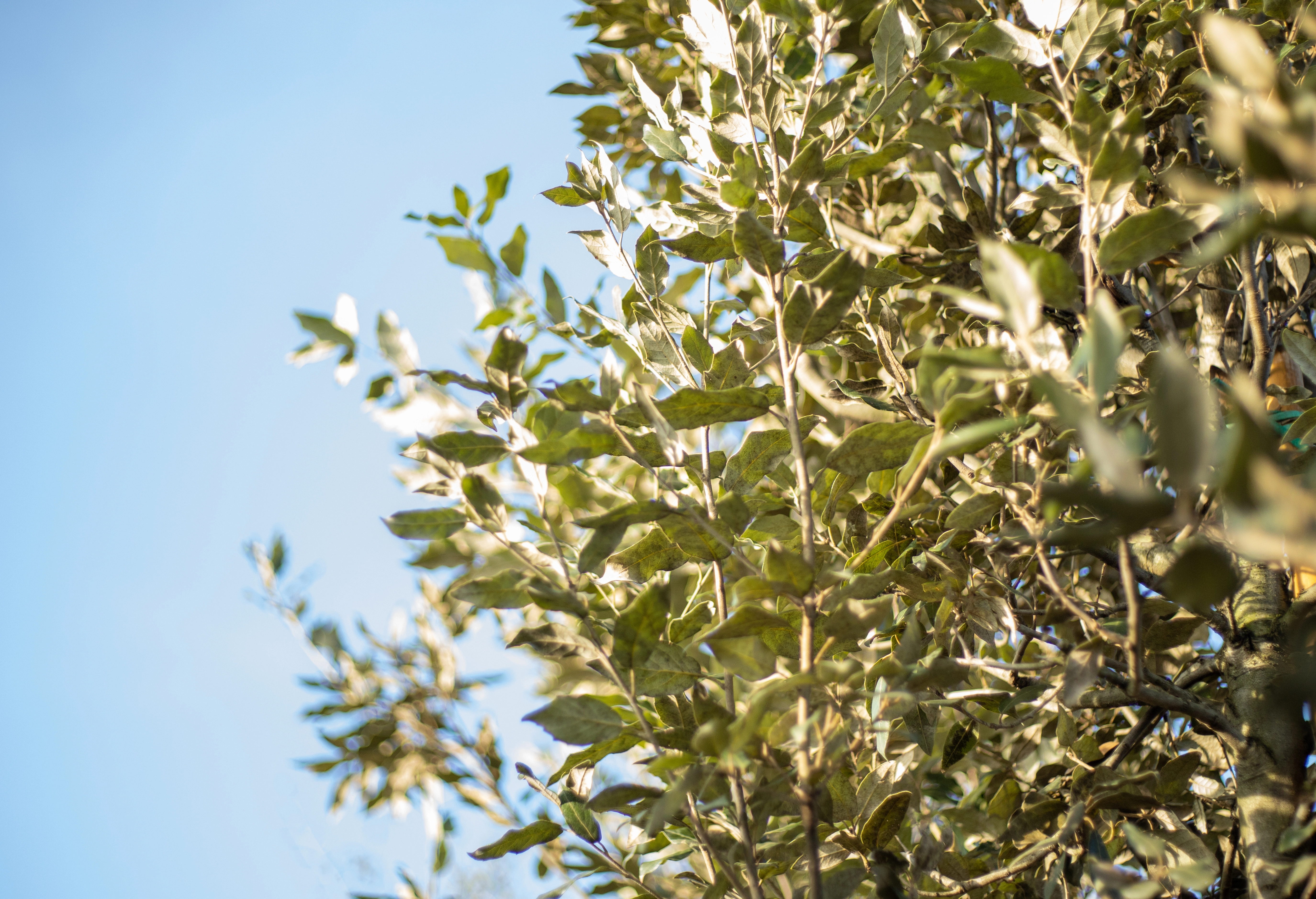 Welche Bume verlieren im Herbst keine Bltter?