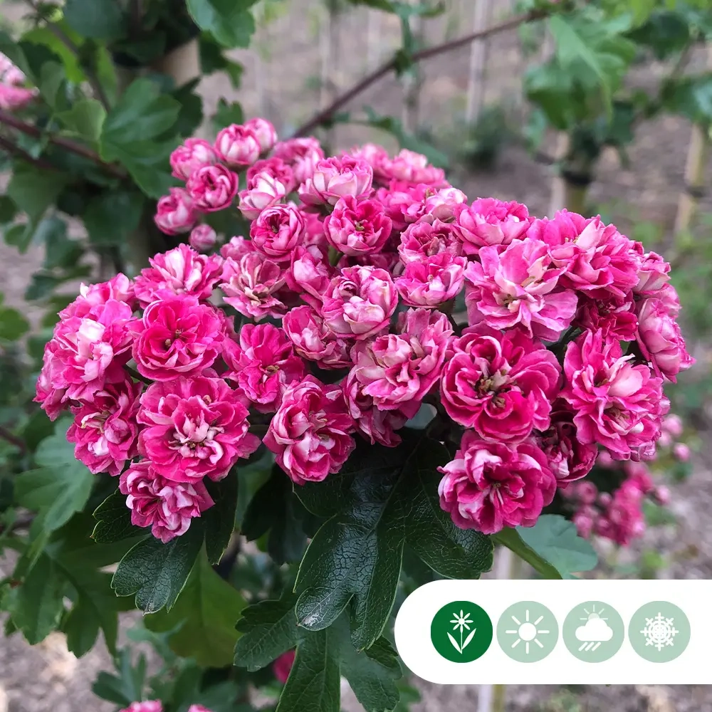 Blhende Bume mit rosa Blten | Baumlieferservice.de