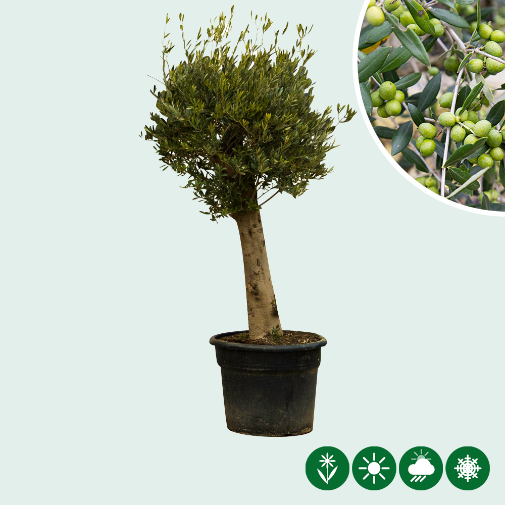dünger thuja test Thuja Dünger - Mineralischer NPK Flüssigdünger mit Stickstoff
