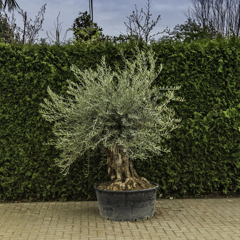 Olivenbaum 'Bonsai' #92 kaufen ab 632,95  bei Baumlieferservice.de
