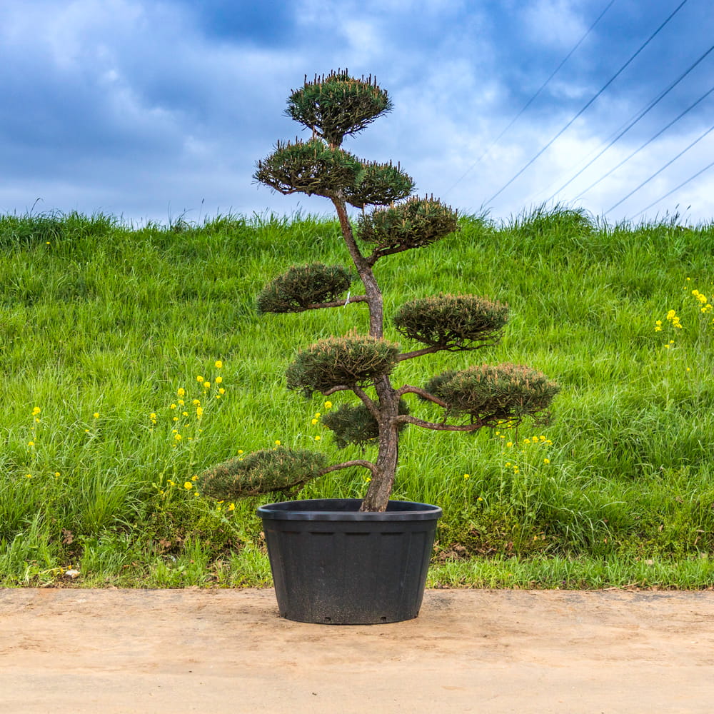 bonsai weigelie buntblättrige Weigelie Nana Variegata
