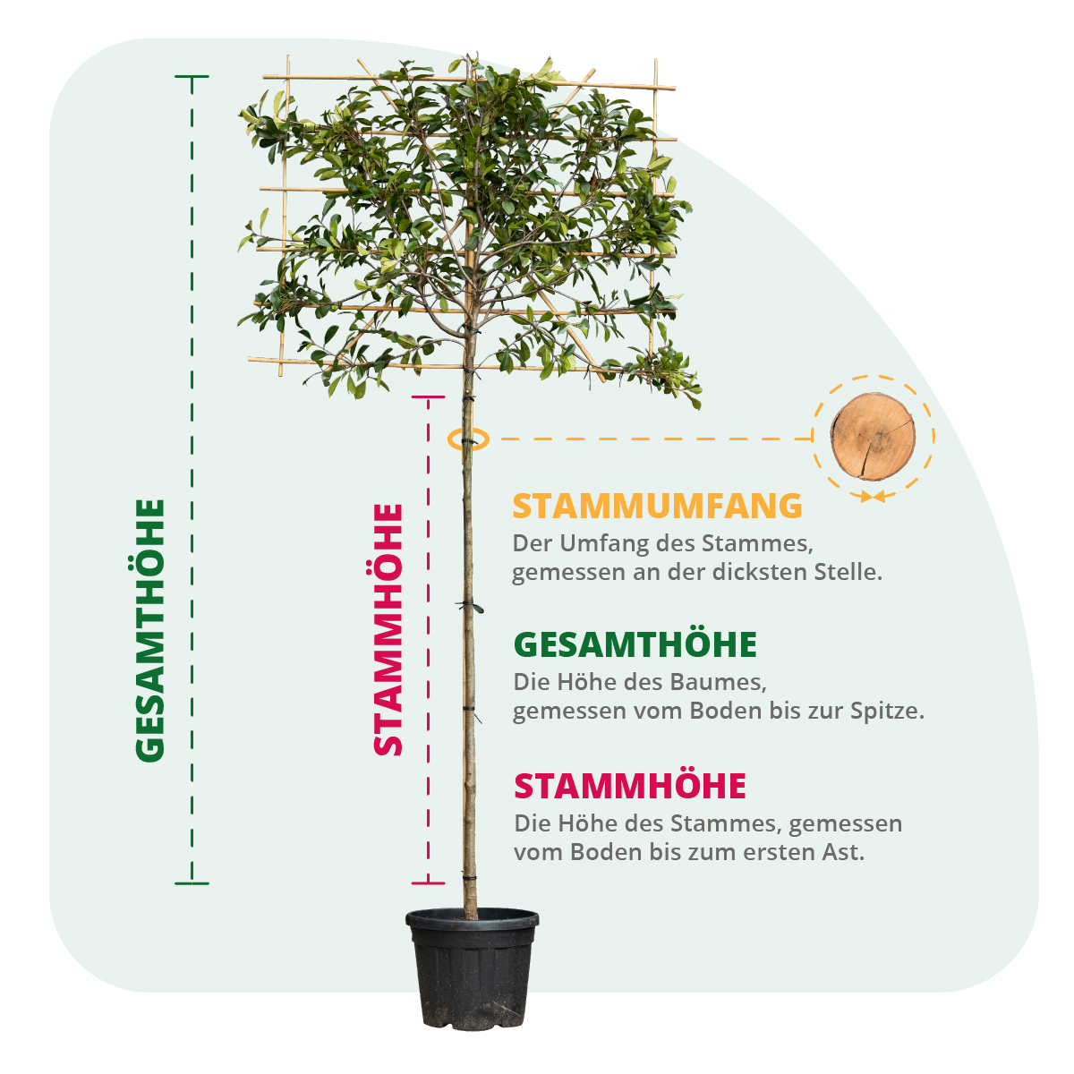 Erläuterung Stamumfang - Gesamthöhe - Stammhöhe Baüme